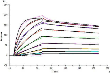 CLEC5A His Tag Protein, Cynomolgus