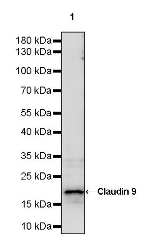 Claudin 3+Claudin 9 Recombinant Rabbit mAb (SDT-1452-80)