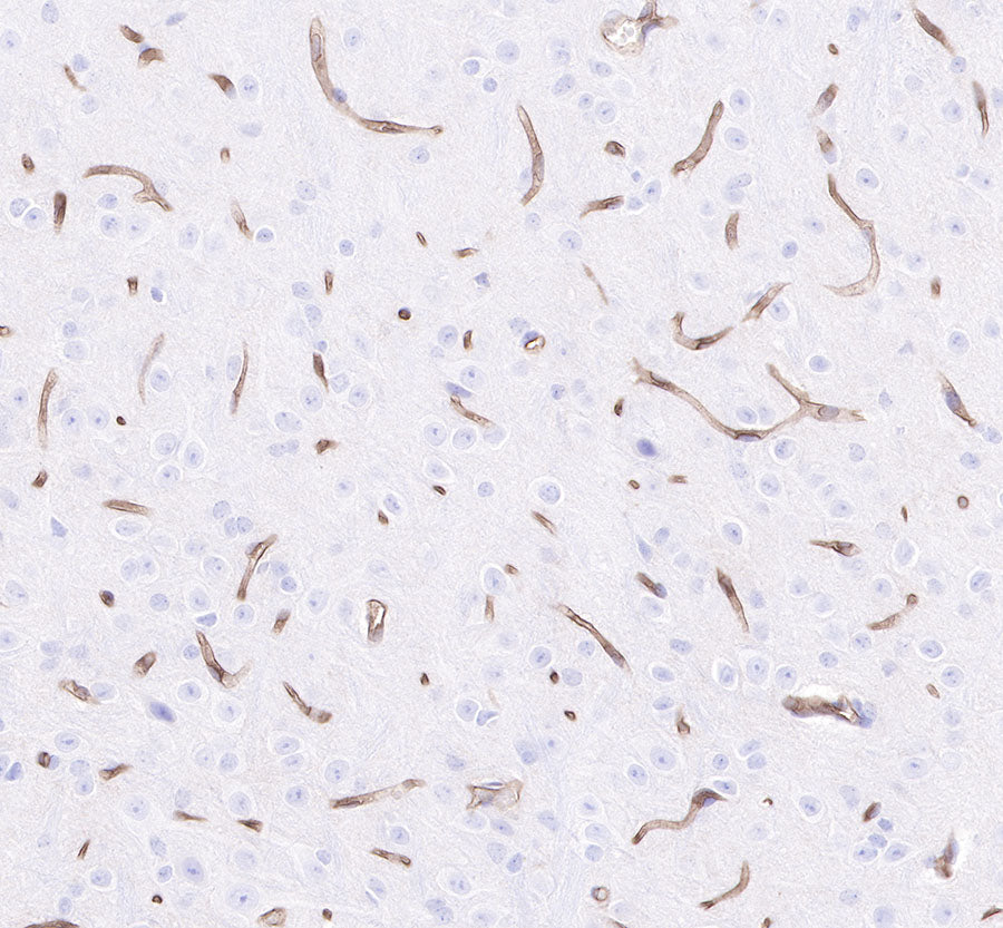 CD34 Recombinant Rabbit mAb,PBS Only (SDT-051-68)