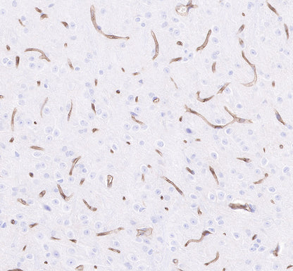 CD34 Recombinant Rabbit mAb,PBS Only (SDT-051-68)