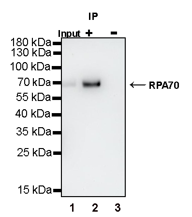 RPA70 Recombinant Rabbit mAb (S-1653-9)