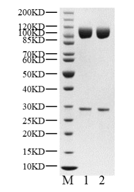 DCAF16/DDB1 His Tag Protein, Human