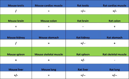 Vinculin Recombinant Rabbit mAb (S-1635-3)