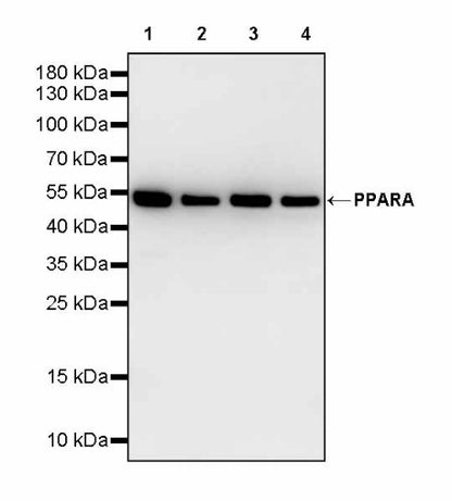 PPARA Recombinant Rabbit mAb (S-3103-24)