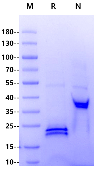 CD3E&CD3G heterodimer, His Tag&Flag Protein, Mouse