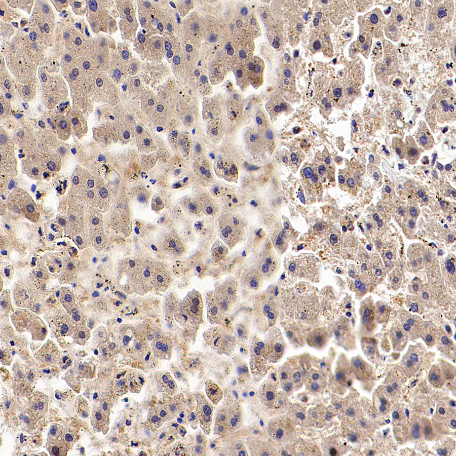 Dctd Recombinant Rabbit mAb (S-4313-16)