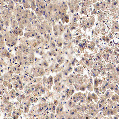 Dctd Recombinant Rabbit mAb (S-4313-16)