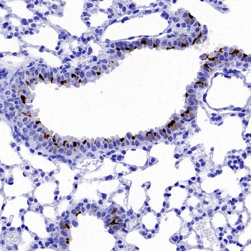 iNOS Recombinant Rabbit mAb (S-2493-61)