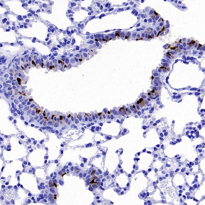iNOS Recombinant Rabbit mAb (S-2493-61)