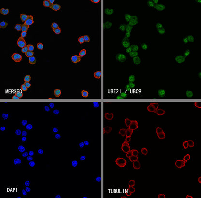 UBE2I / UBC9 Rabbit Polyclonal Antibody