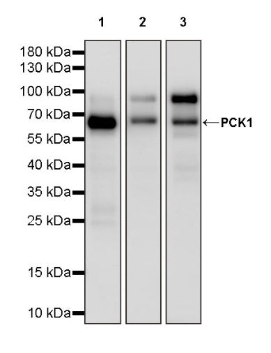 PCK1 Recombinant Rabbit mAb (S-2350-30)