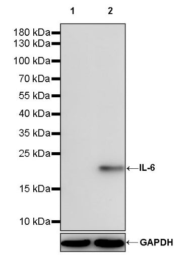 Mouse IL-6 Recombinant  mAb (S-1494-6)
