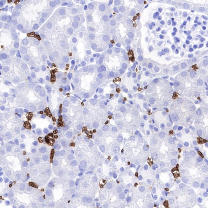 Glycophorin C Recombinant Rabbit mAb (S-027-214)