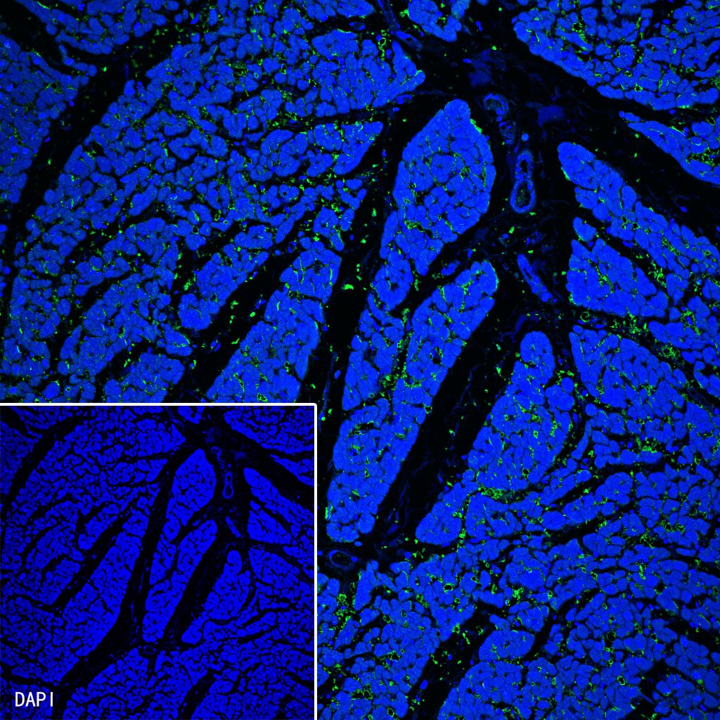 Myoglobin Recombinant Rabbit mAb (SDT-097-10)