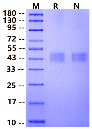 Biotinylated TROP2/TACSTD2 His&Avi Tag Protein, Mouse