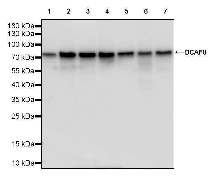 DCAF8 Recombinant Rabbit mAb (S-3483-11)
