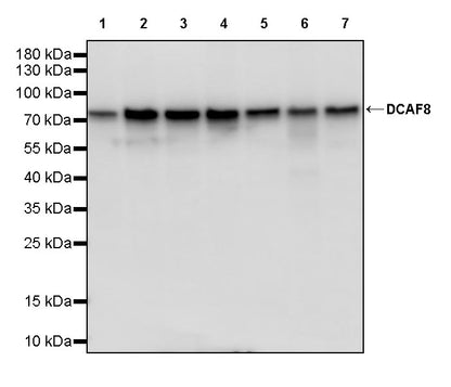 DCAF8 Recombinant Rabbit mAb (S-3483-11)