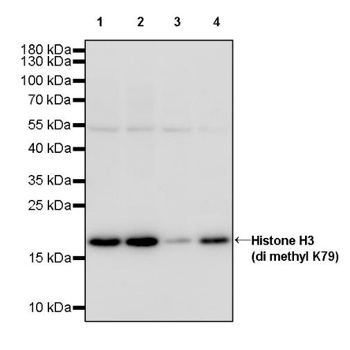 Histone H3 (di methyl K79) Recombinant Rabbit mAb (S-861-22)