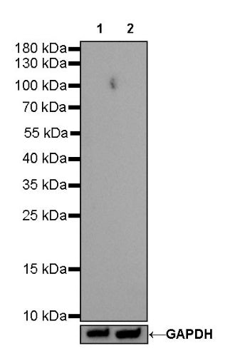 Rabbit mAb IgG Isotype Control (SDT-R173)