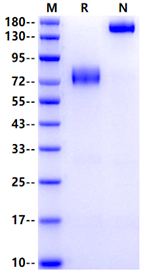 IL-10 R alpha/CD210 Fc Chimera Protein, Cynomolgus