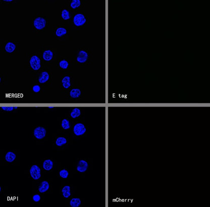 E tag Recombinant Rabbit mAb (FITC Conjugate) (S-911-14)