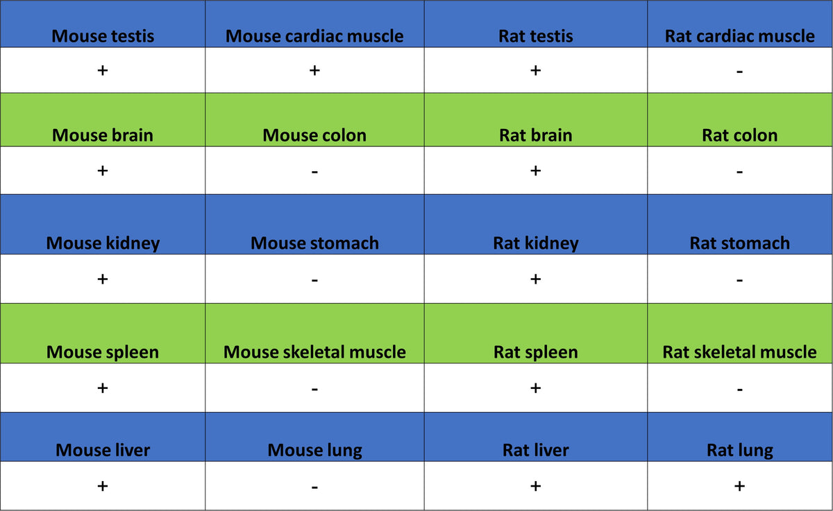 SIRT2 Mouse mAb