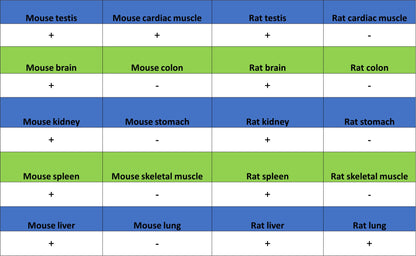 SIRT2 Mouse mAb