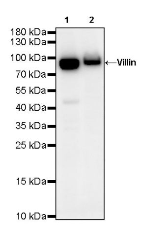 Villin Recombinant Rabbit mAb (SDT-R255)