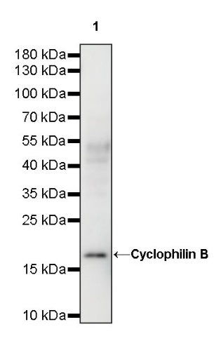 Cyclophilin B Rabbit Polyclonal Antibody