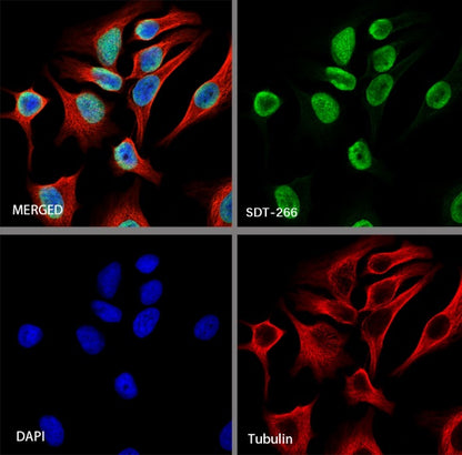 Histone H3 Recombinant Rabbit mAb (SDT-266-44)