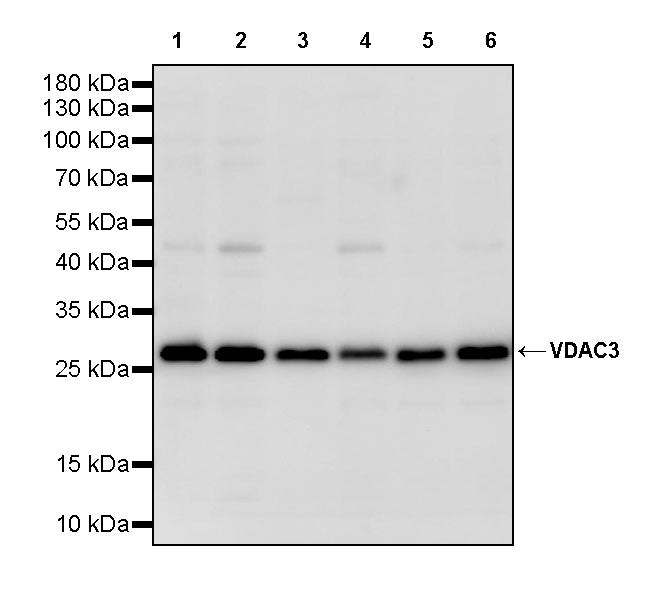 VDAC3 Rabbit Polyclonal Antibody