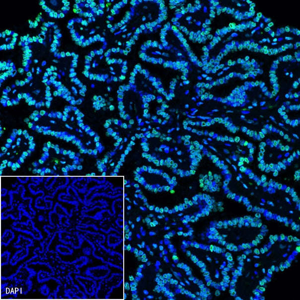 Histone H3 Recombinant Rabbit mAb (SDT-266-44)
