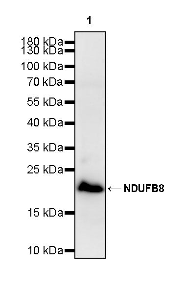 NDUFB8 Recombinant Mouse mAb (S-M0007)