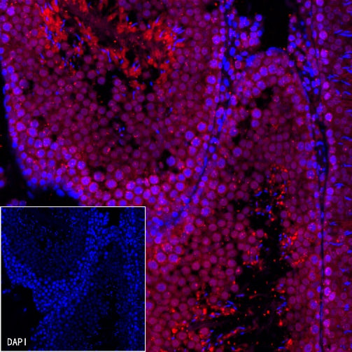 Histone H3 Recombinant Rabbit mAb (PE Conjugate) (S-266-44)