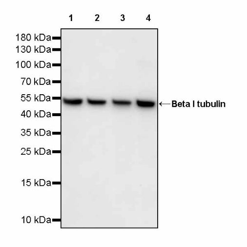 Beta I tubulin Recombinant Rabbit mAb (S-3108-63)