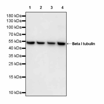 Beta I tubulin Recombinant Rabbit mAb (S-3108-63)