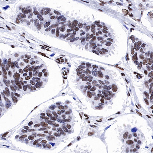 CREB Recombinant Rabbit mAb (S-1115-39)