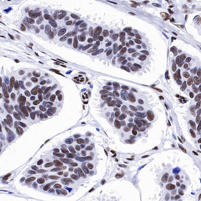 CREB Recombinant Rabbit mAb (S-1115-39)