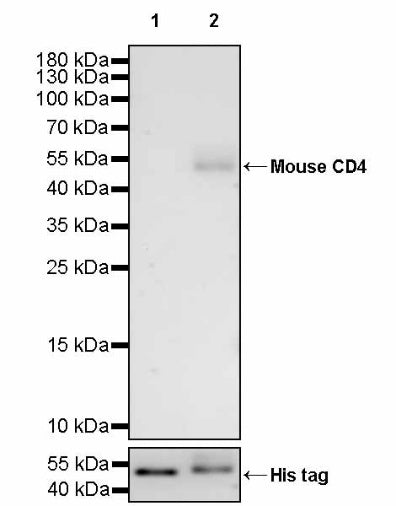 Invivo Anti-Mouse CD4 Recombinant mAb