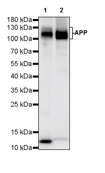 APP Recombinant Rabbit mAb