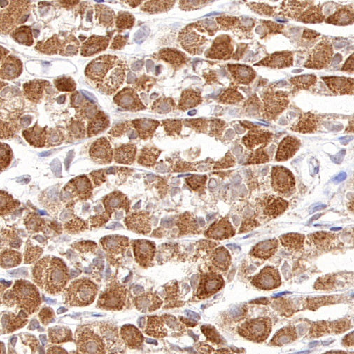 DLST Recombinant Rabbit mAb (S-2283-10)