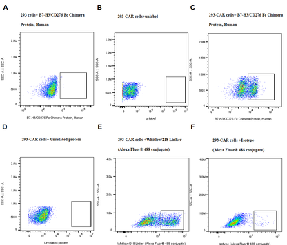 B7-H3/CD276 Fc Chimera Protein, Human