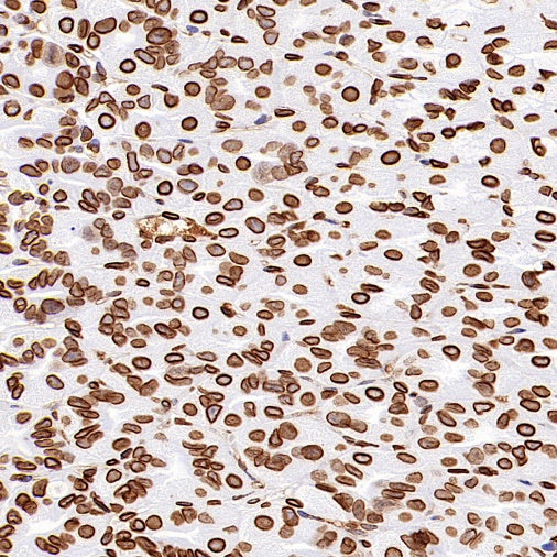 Lamin A/C Recombinant Rabbit mAb (S-950-164)