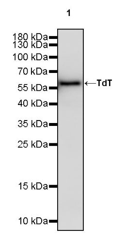 TdT Rabbit Polyclonal Antibody