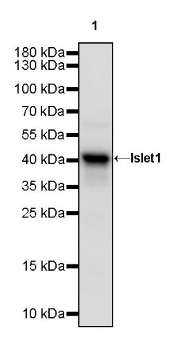 Islet1 Recombinant Rabbit mAb (SDT-2349-17)