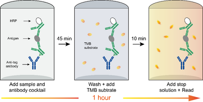 Human IL-13 OneStep ELISA Kit