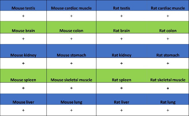 APC6 Recombinant Rabbit mAb (S-2550-48)
