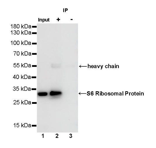 S6 Ribosomal Protein Recombinant Rabbit mAb (S-479-1)