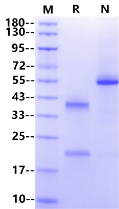 IL-23 Protein, Human