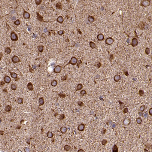 Cytochrome C Recombinant Rabbit mAb (S-2422-56)
